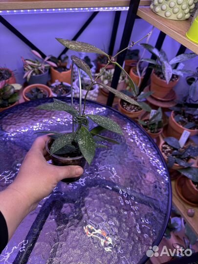 Хойя паразитика