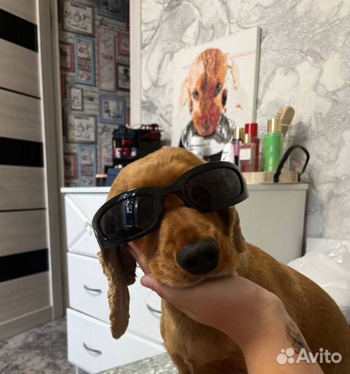 Кокер спаниель