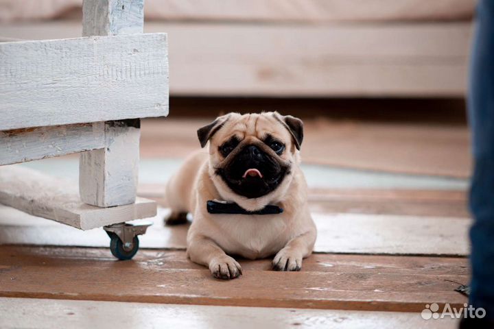 Мопс (Вязка)