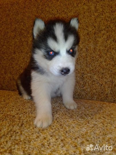 Щенки хаски