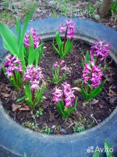 Садовые цветы в ассортименте