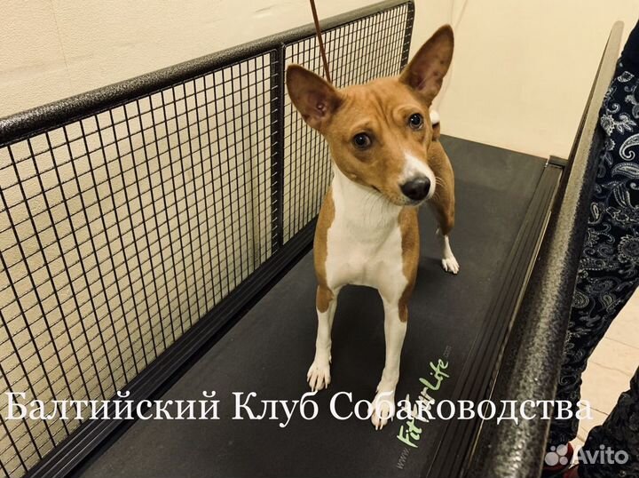 Дрессировка, хендлинг, зал для занятий, клуб собак