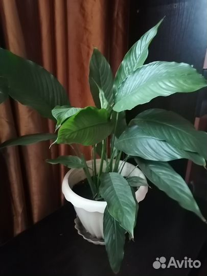 Спатифиллум