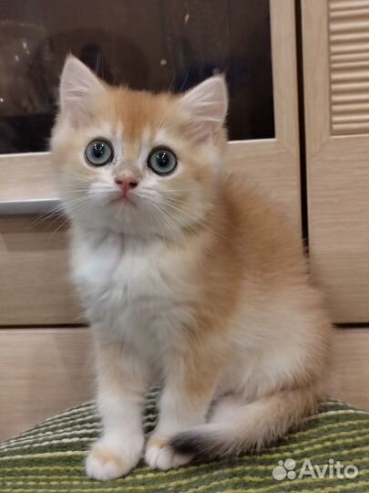 Девочка золотой шиншиллы ny 12