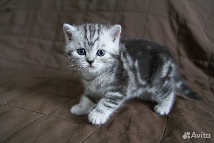 Шотландские вислоухие котята и страйты, мраморные