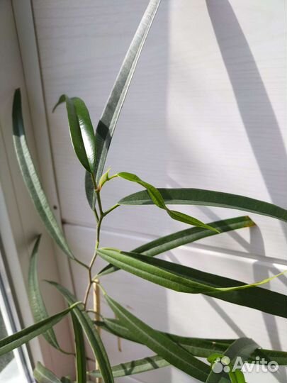 Фикус Али (биннендийка)