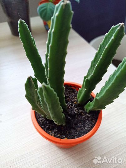 Цветочное ассортт