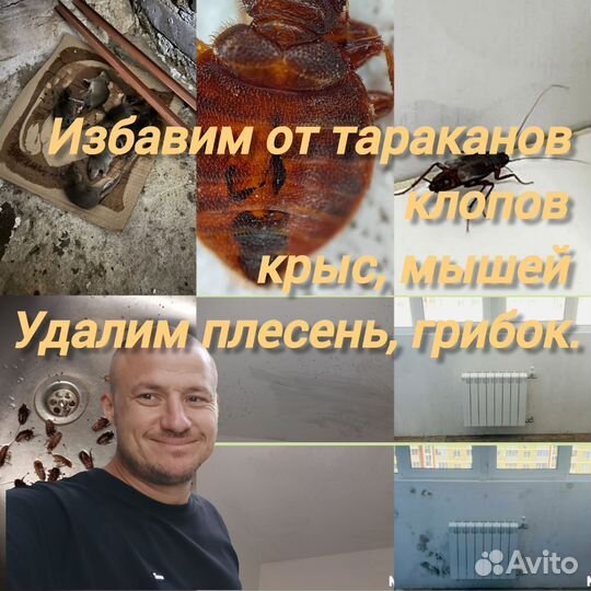 Уничтожение клещей, ос, борщевика на участках