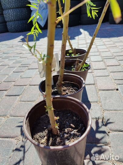 Ива вавилонская