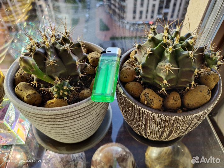 Кактус Гимнокалициум Фридриха