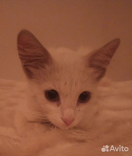 Котик белый