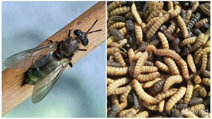 Личинки черной львинки (живые) (Hermetia illucens)