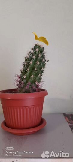 Хлорофитум кудрявый