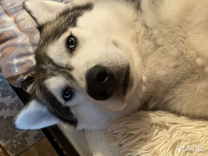 Вязка собак хаски