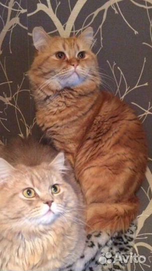 Рыжий кот. Вязка