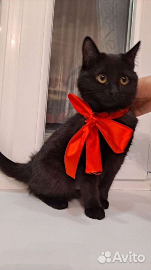 Кошечка - подросток в добрые руки