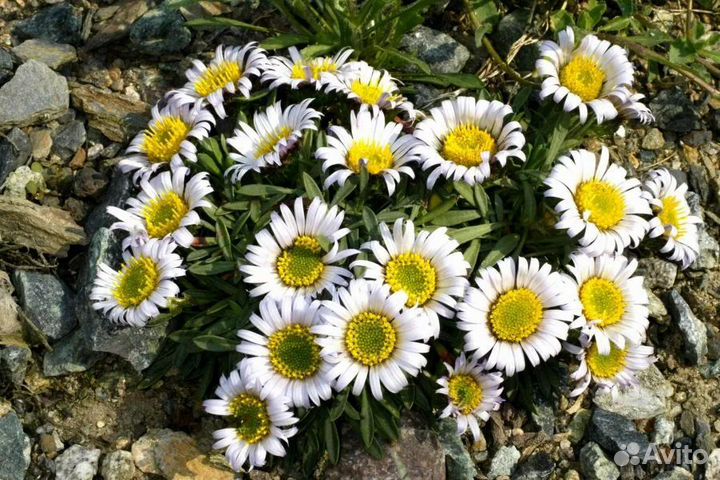 Альпийские растения