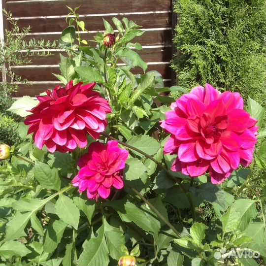 Георгина - королева Сада (цветы)