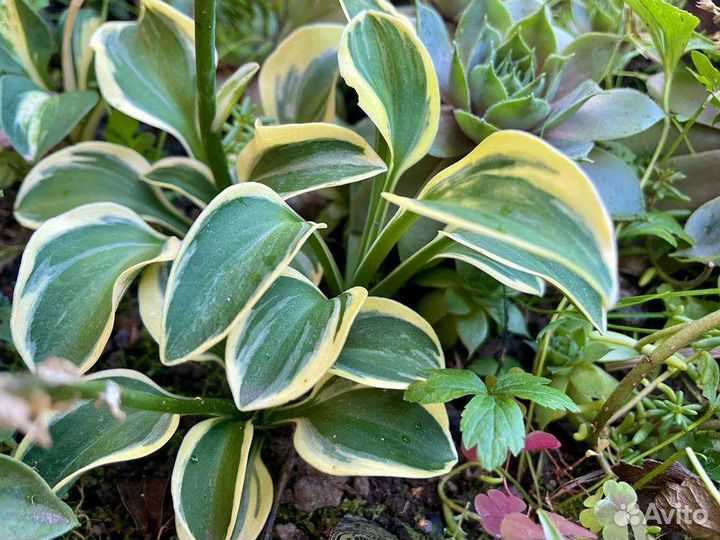 Хоста Mighty Mouse