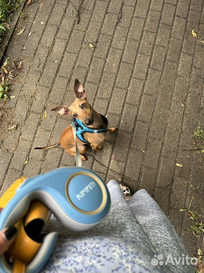 Поводок для собак до 25 кг, свободные руки