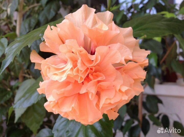 Гибискус китайская роза Персик