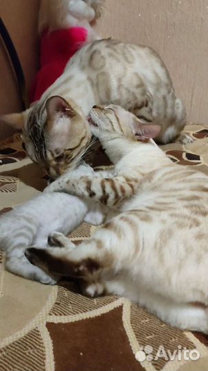 Бенгальские снежные котята