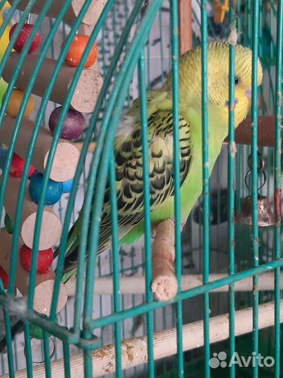 Птенцы волнистого попугая