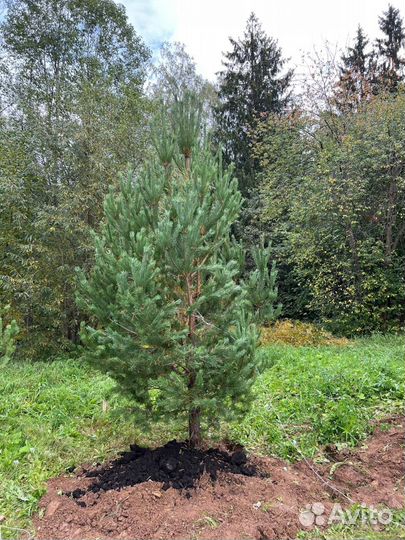 Ели и сосны 2,5 метра