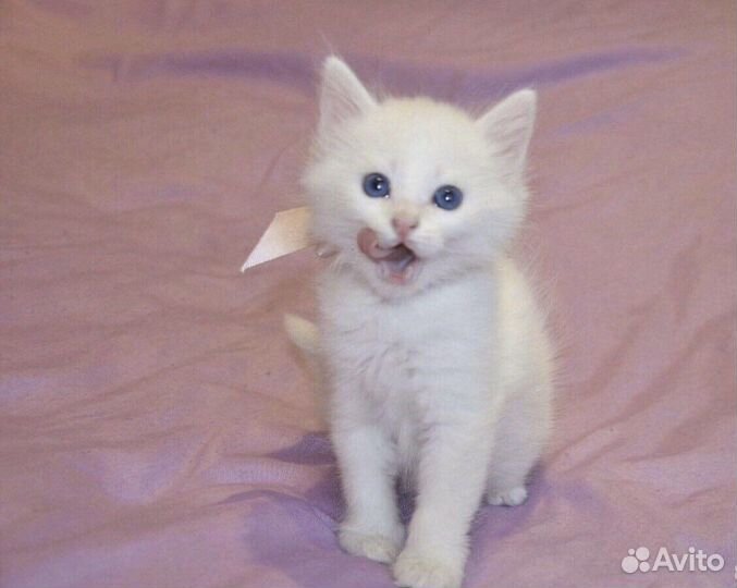 Белоснежные котята