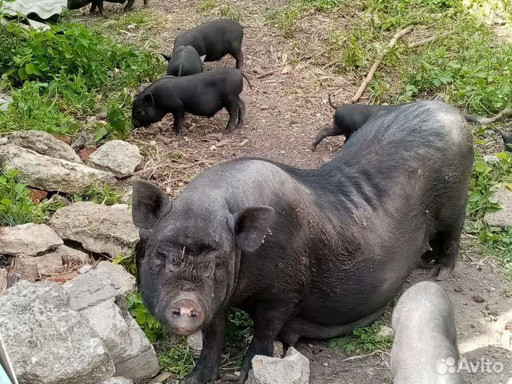 Вьетнамск вислобрюхий поросенок,бык на племя