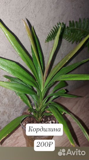 Комнатные растения