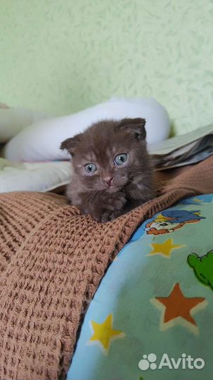 Британская кошка в дар