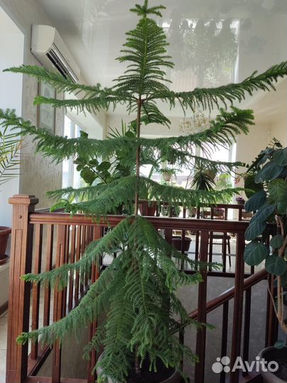 Продам араукарию