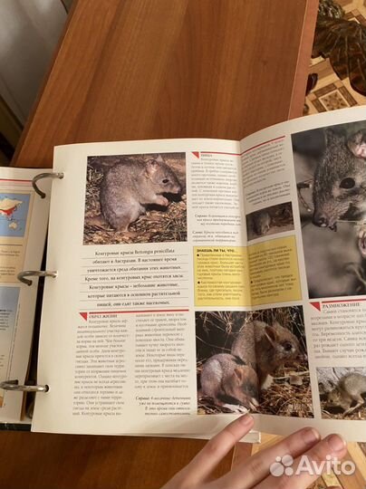 Книга про животных