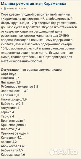 Саженцы ремонтантной малины Карамелька
