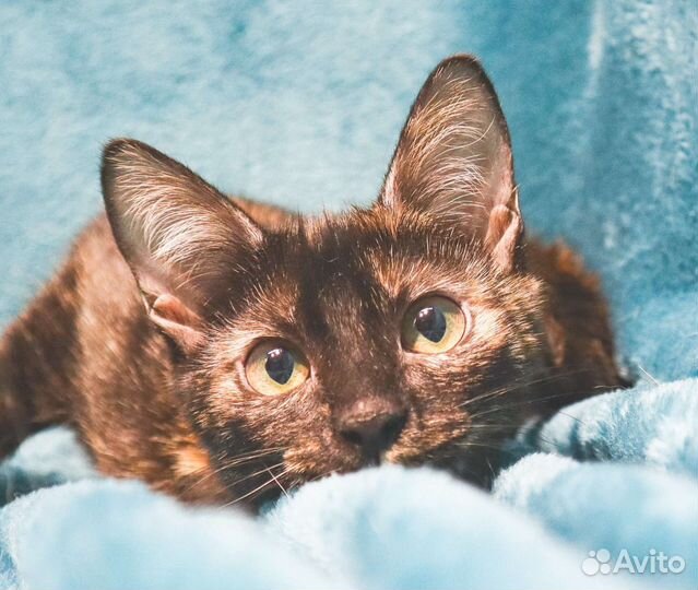 Кошечка Зося - вечный моторчик