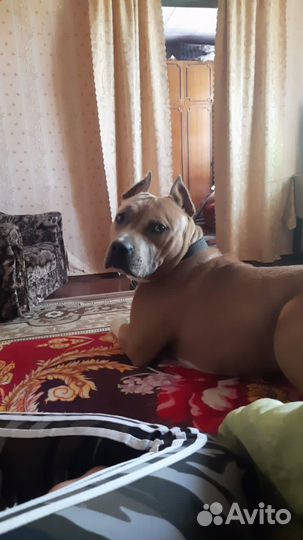 Американский стаффордширский терьер