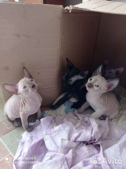 Котята сфинкс