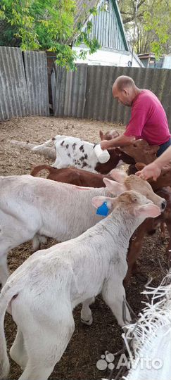 Телята бычки