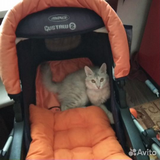 Кошка Ксюша