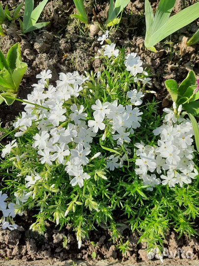 Шиловидный флокс