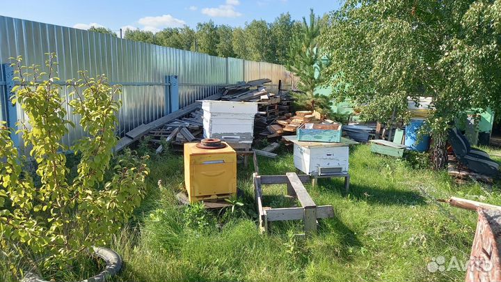 Пчелы с ульями