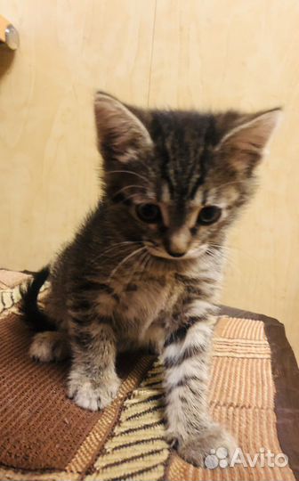 Котенок