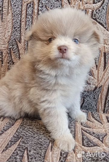 Щенки шпица