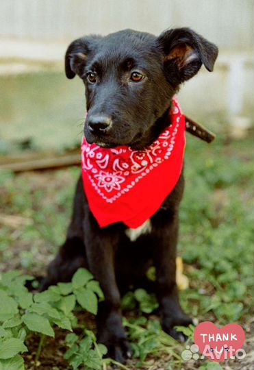 Щенок 4 месяца девочка