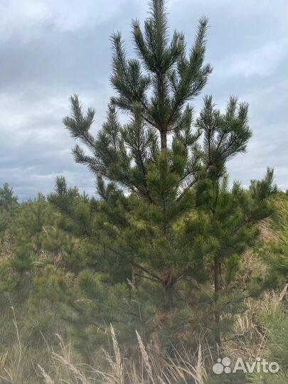 Сосна новогодняя оптом