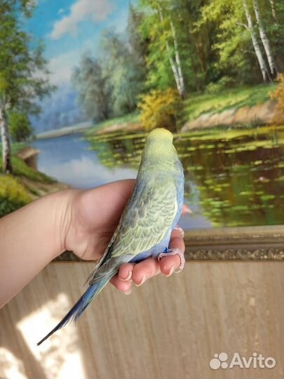 Выставочный волнистый попугай ввп чех самцы