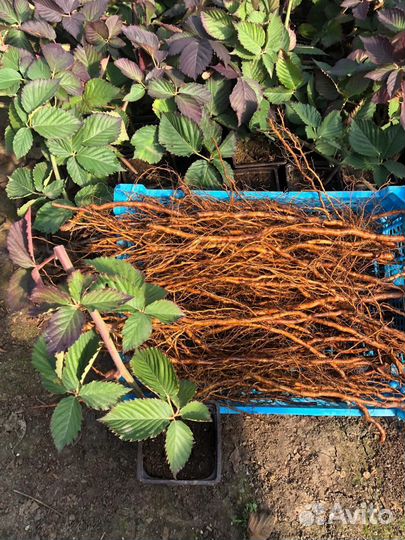 Корни ежевики