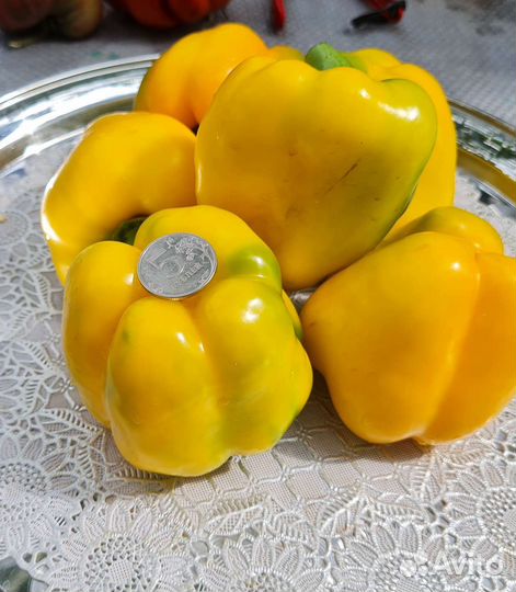 Семена сортовых перцев