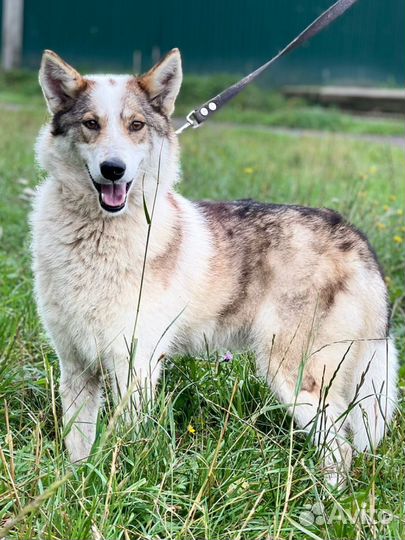 Лайка в дар